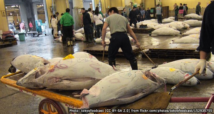 Tsukiji Fish Market)