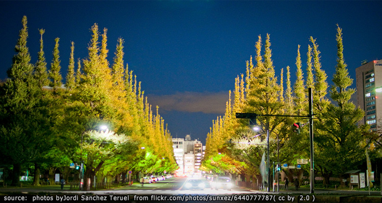 ถนนต้นแปะก๊วย อิโช นามิกิ -