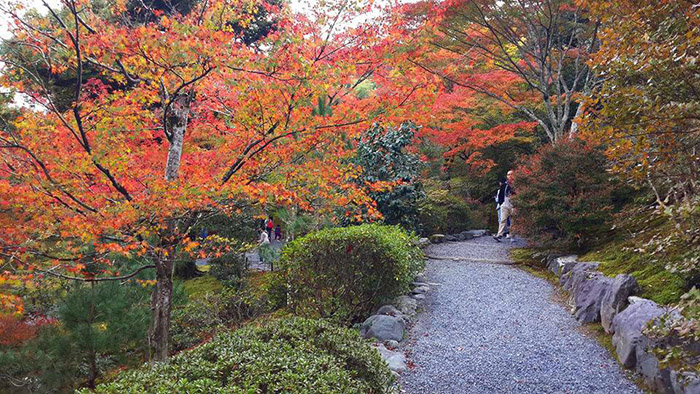 ใบไม้เปลี่ยนสี ที่ อาราชิยาม่าและรถไฟสายโรแมนติค จังหวัดเกียวโต 