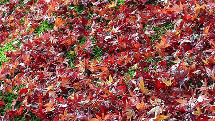 ใบไม้เปลี่ยนสี ที่ อาราชิยาม่าและรถไฟสายโรแมนติค จังหวัดเกียวโต 