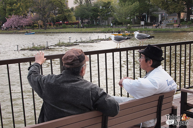 ชาวญี่ปุ่นนั่งสนทนากันพักผ่อนริมทะเลสาปภายในสวนอูเอโนะ