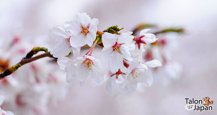 ดอกซากุระพันธ์ุ โซเมอิโยชิโนะ จะมีห้าแฉกดอกเล็กสีชมพูอ่อน พบเห็นได้ทั่วไปทั้งประเทศญี่ปุ่น