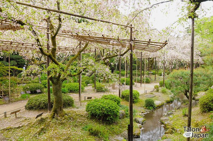มุมสวยๆของสวนซากุระด้านหลังศาลเจ้า
