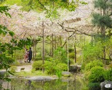 สวนฝั่งที่มีต้นซากุระมากมายภายในสวนด้านหลังศาลเจ้าเฮอัน