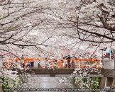 จุดชมซากุระที่แม่น้ำเมกุโระ Meguro River Sakura