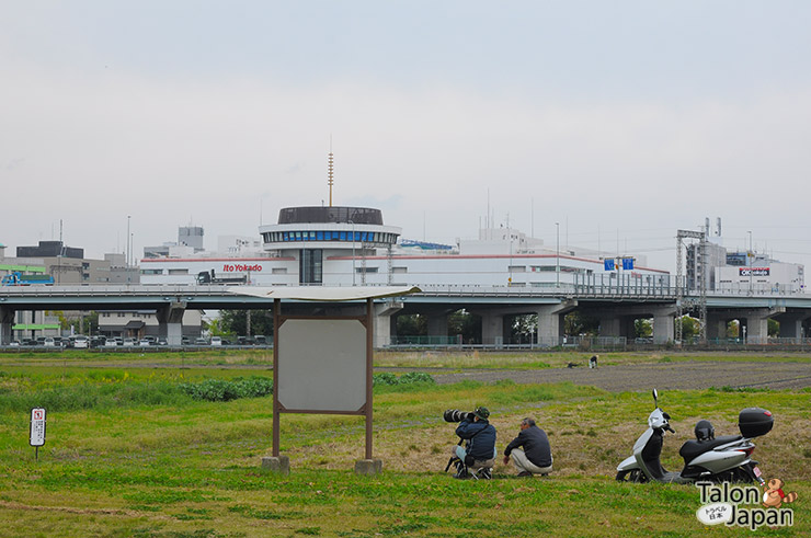 คนญี่ปุ่นนั่งส่องกล้องถ่ยารูปนกกันอยู่-แถวๆปราสาทเฮโจ