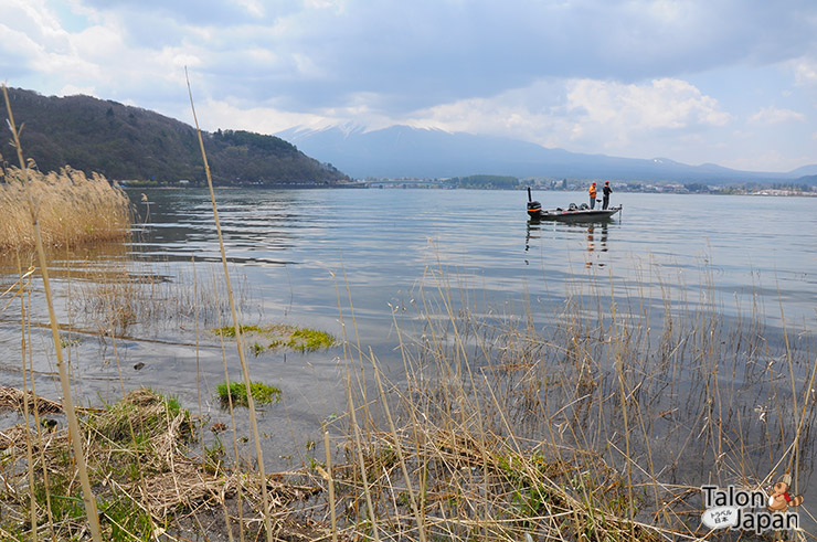 ชาวญี่ปุ่นมาตกปลากันที่ทะเลสาปคาวากูชิโกะ
