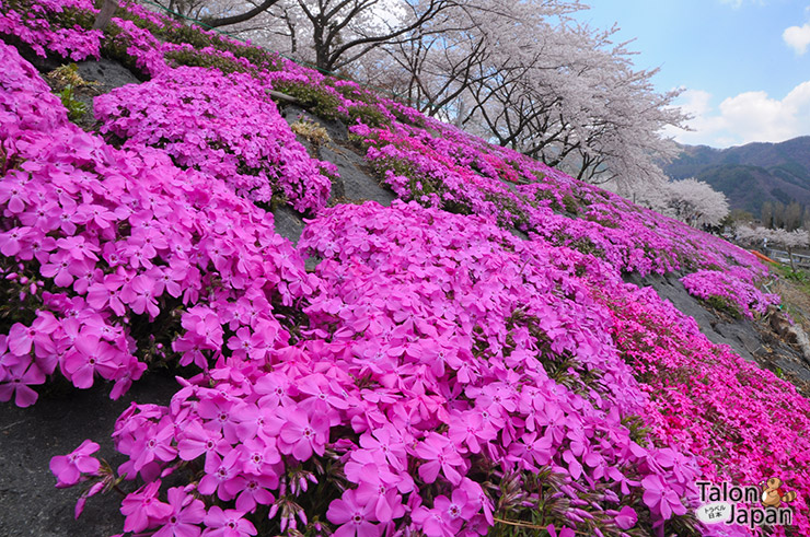 ดอกชิบะซากุระสีชมพูเข้มที่พื้น กับดอกซากุระสีชมพูอ่อนบนต้น