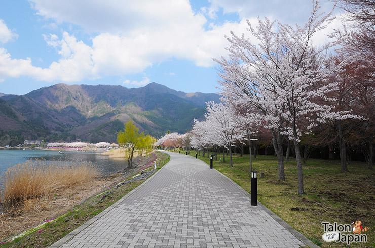 ดอกซากุระบานที่ทางเดินรอบทะเลสาปคาวากูชิโกะ