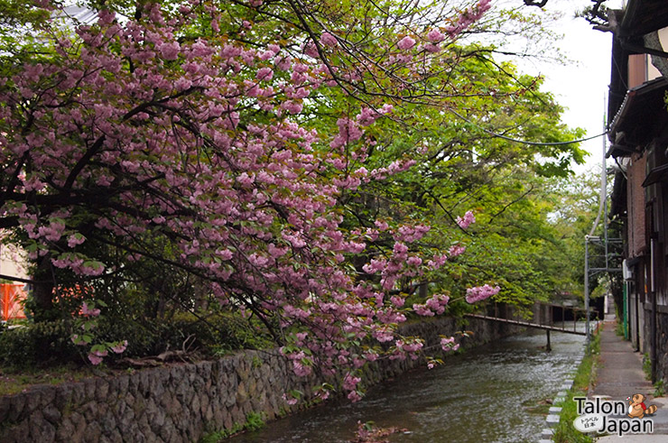 ต้นซากุระบานแถวย่านกิอ้อน-เมืองเกียวโต