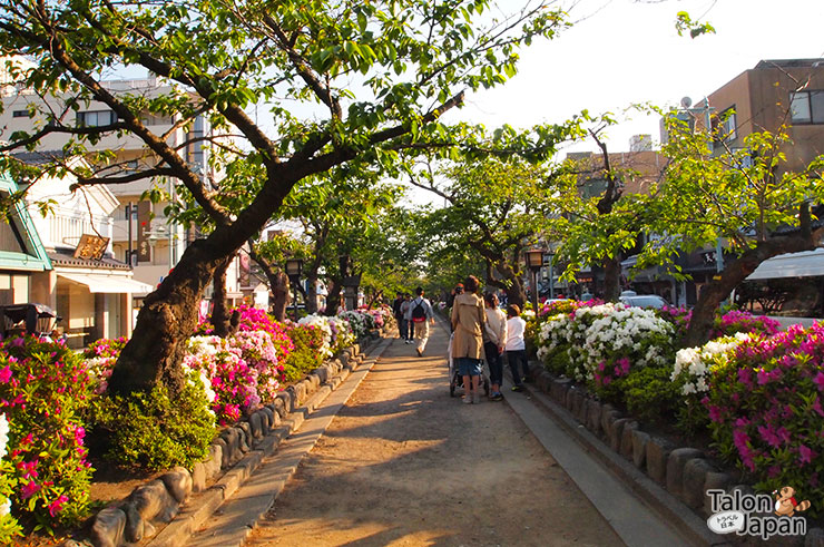 ถนนโคมันชิ(Komanshi dori) มีดอกไม้ปลูกตลอดสองข้างทาง