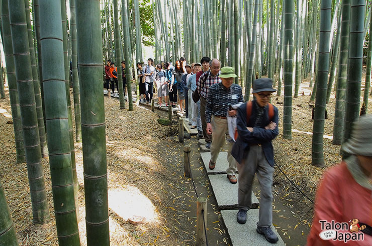 นักท่องเที่ยวชาวญี่ปุ่นเต็มทางเดินของสวนป่าไผ่
