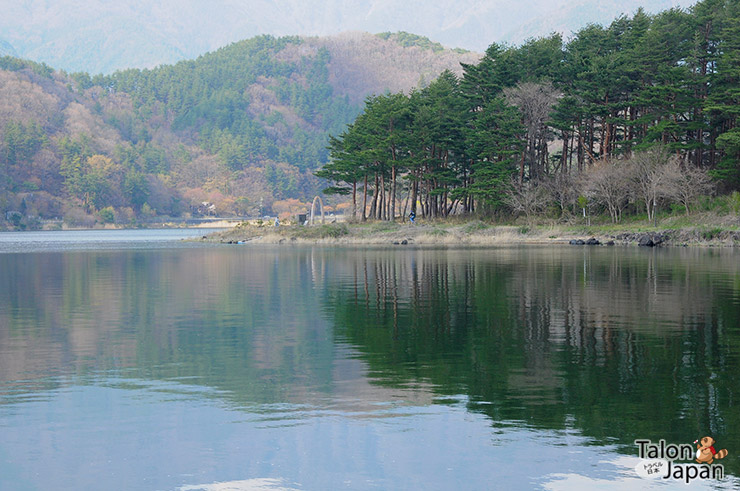 ป่าสนสะท้อนเงาน้ำริมทะเลสาปคาวากูชิโกะ