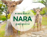 รีวิว เที่ยว 1 วันที่นารา(Nara) เมืองแห่งพระใหญ่และสวนกวาง