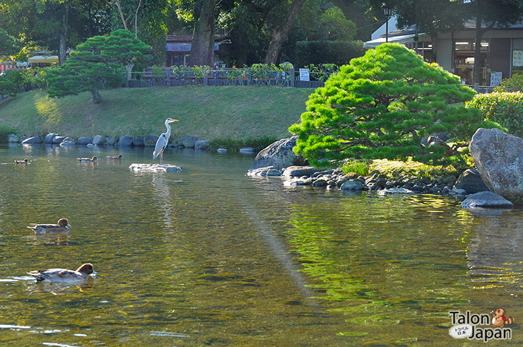 นกกระเรียนในสวนซุยเซนจิ Suizenji Koen