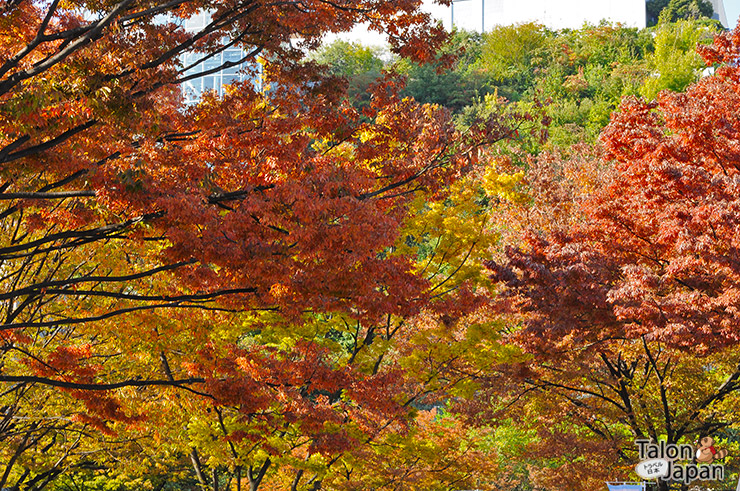 ใบไม้เปลี่ยนสีที่สวนริมน้ำแถวย่านเทนจิน