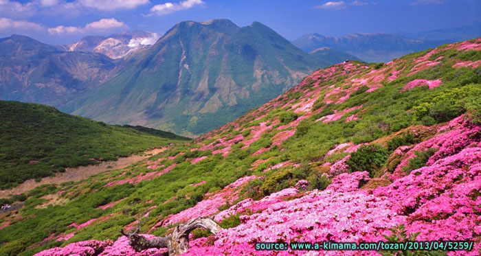 บรรยากาศด้านบนภูเขาคูจูในช่วงฤดูร้อนที่ดอก Azalea กำลังบาน