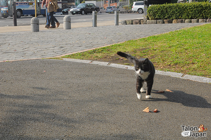 แมวที่บ่อนรกเมืองเบปปุ(Beppu)