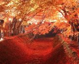 โมมิจิ ไคโร อุโมงค์ใบเมเปิ้ล Momiji Kairo Kawaguchiko
