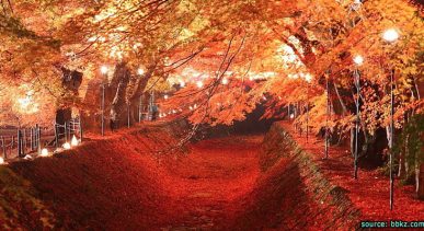 โมมิจิ ไคโร อุโมงค์ใบเมเปิ้ล Momiji Kairo Kawaguchiko