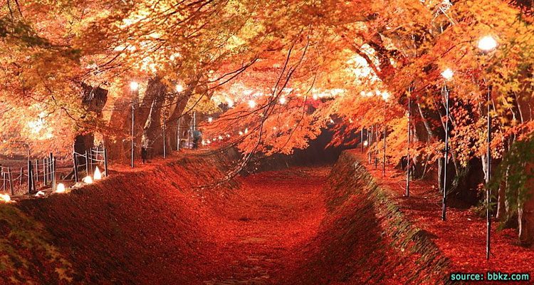 โมมิจิ ไคโร อุโมงค์ใบเมเปิ้ล Momiji Kairo Kawaguchiko