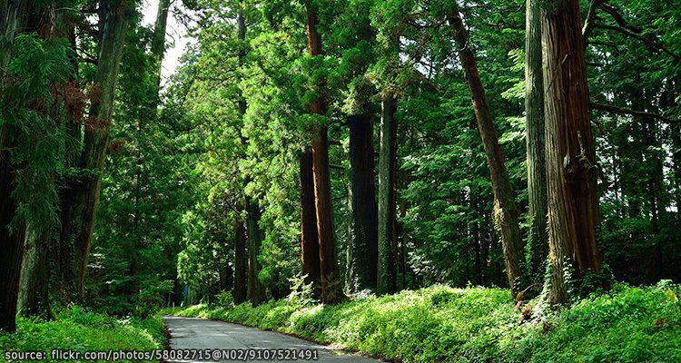 บรรยากาศที่ถนนอุโมงค์ต้นสนยาวที่สุดในโลก Cedar Avenue