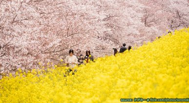 จุดชมซากุระสุดอลังการ Kumagaya Sakura Tsutsumi