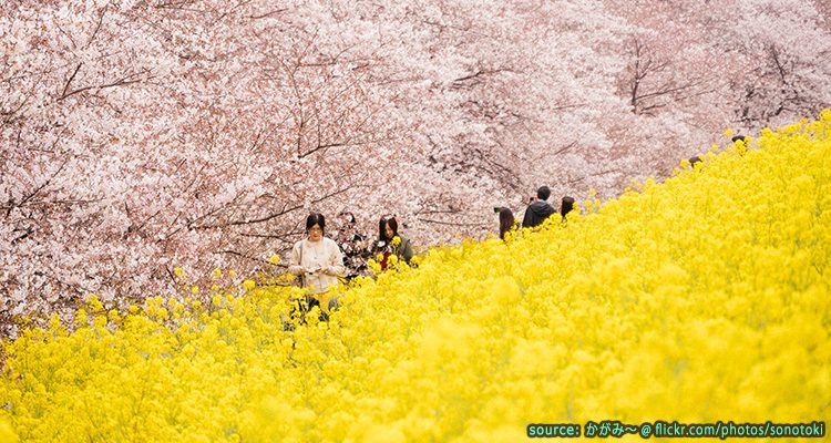 จุดชมซากุระสุดอลังการ Kumagaya Sakura Tsutsumi