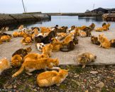 เกาะแมว เอโอชิม่า Aoshima Cat Island