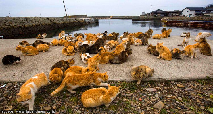 เกาะแมว เอโอชิม่า Aoshima Cat Island