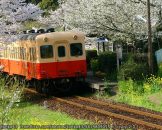 ทางรถไฟกลางทุ่งดอกไม้