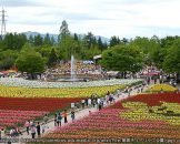 สวนทิวลิป โทนามิ Tonami Tulip Park