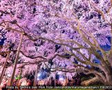 เทศกาลชมต้นซากุระโบราณที่สวนริคุงิเอน Weeping cherry tree 2017