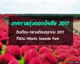 งานเทศกาลทุ่งดอกโคเชีย 2017