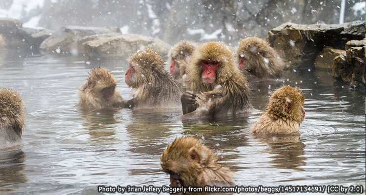 นากาโน่(Nagano)