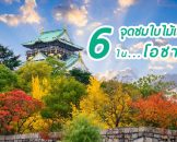 6 จุดชมใบไม้เปลี่ยนสียอดฮิตของโอซาก้า
