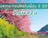 งานเทศกาลชมซากุระปี 2018 เป็นงานแรกๆของญี่ปุ่น ที่ Kawazu ไม่ไกลจากโตเกียว