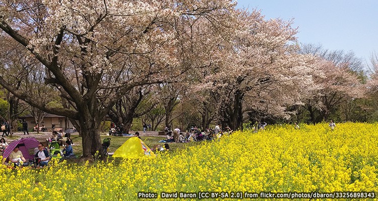 Showa Memorial Park 