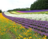 Furano Flower Field