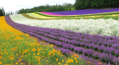 Furano Flower Field