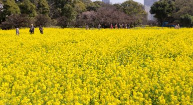 Hama Rikyu Gardens