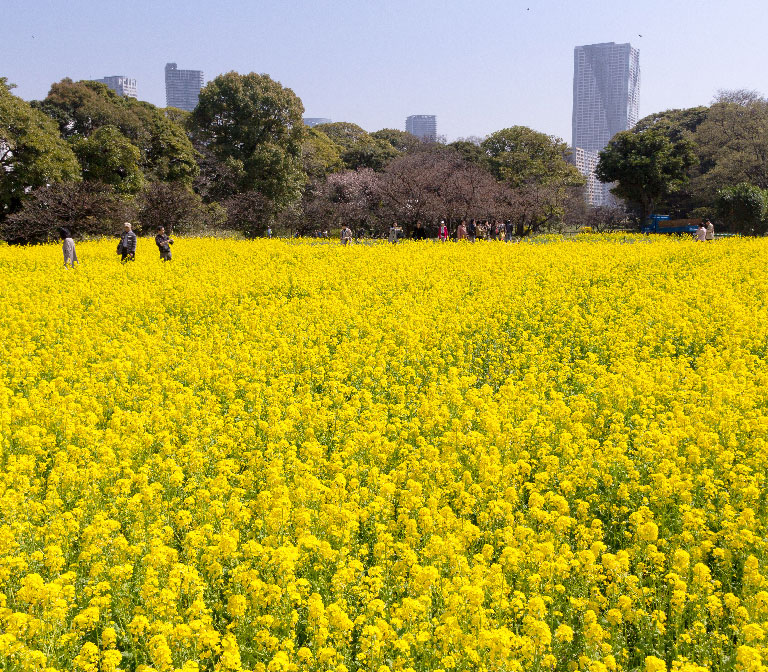 Hama Rikyu Gardens