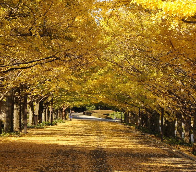 Showa-Kinen-Park