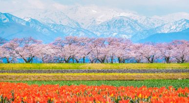 Asahi Funakawa Spring Quartet