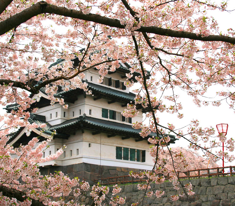 Hirosaki-Castle-sakura