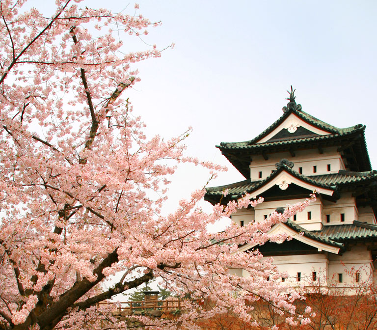 Hirosaki Castle Sakura