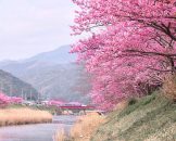 Kawazu River