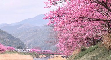 Kawazu River