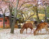 Nara-Park