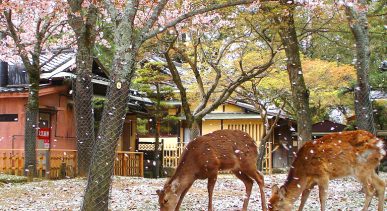 Nara-Park